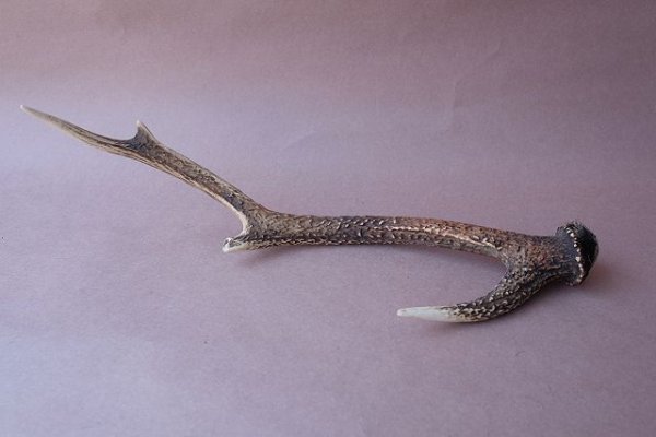 画像5: デコール用二ホンジカの角 (5)