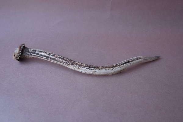 画像5: デコール用二ホンジカの角mini・小鹿 (5)