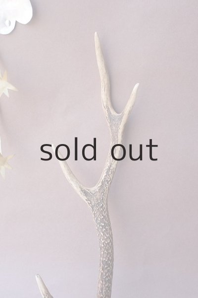 画像3: デコール用二ホンジカの角 (3)