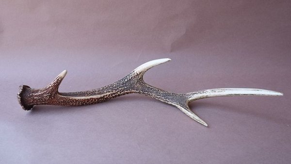 画像4: デコール用二ホンジカの角 (4)