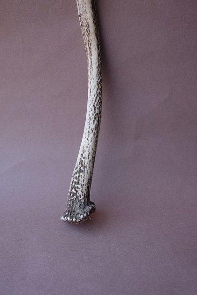 画像2: デコール用二ホンジカの角mini・小鹿 (2)