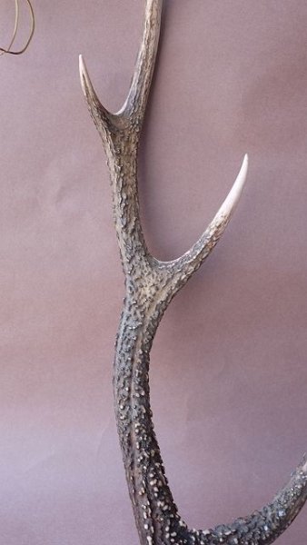 画像3: デコール用二ホンジカの角 (3)