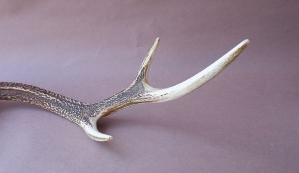 画像7: デコール用二ホンジカの角 (7)