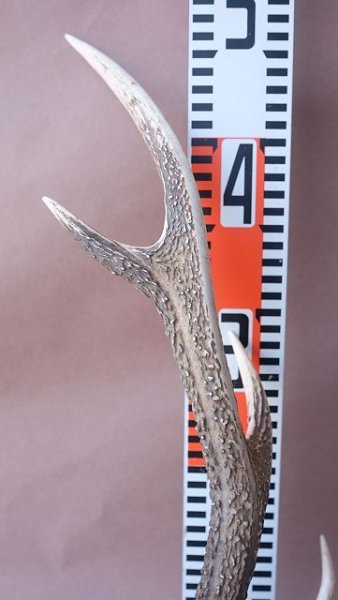 画像10: デコール用二ホンジカの角 (10)