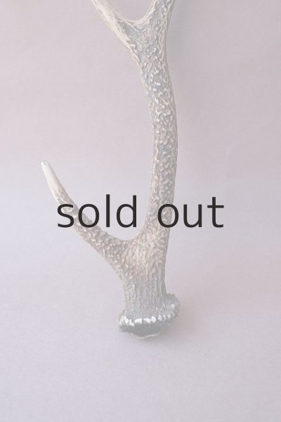 画像2: デコール用二ホンジカの角 (2)