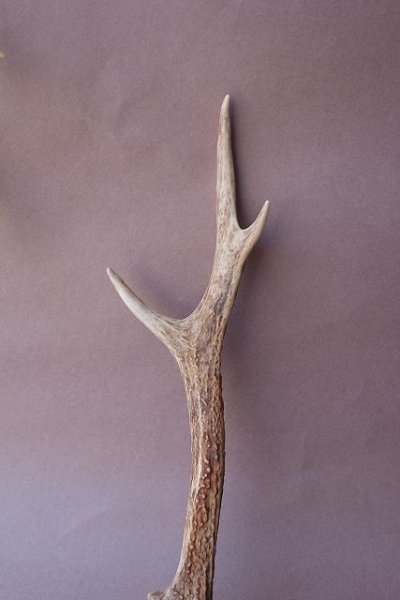 画像3: デコール用二ホンジカの角mini・小鹿 (3)