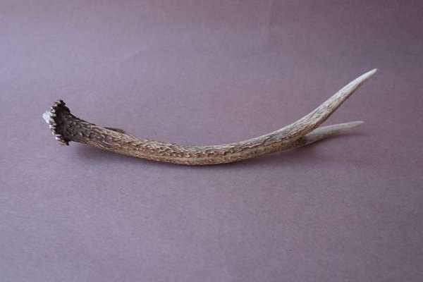 画像5: デコール用二ホンジカの角mini・小鹿 (5)