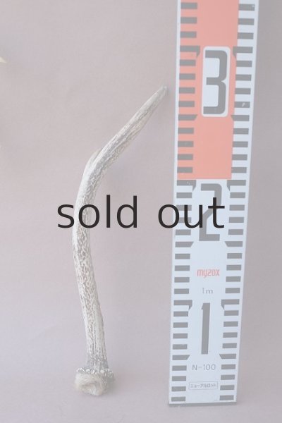 画像8: デコール用二ホンジカの角mini・小鹿 (8)