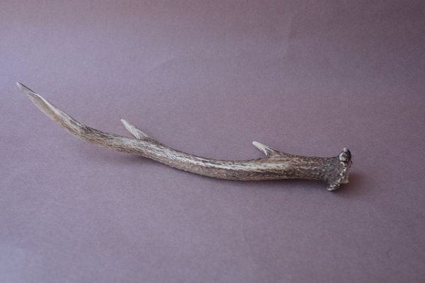 画像4: デコール用二ホンジカの角mini・小鹿 (4)