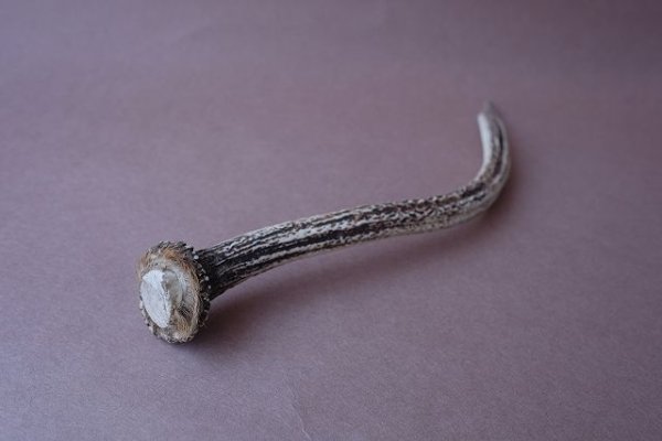 画像6: デコール用二ホンジカの角mini・小鹿 (6)