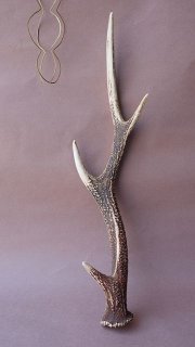 12　ニホンジカ　角　55cm 幅50cm デコール用二ホンジカの角（ヘッド付） - 流木素材市場 阿波遊木