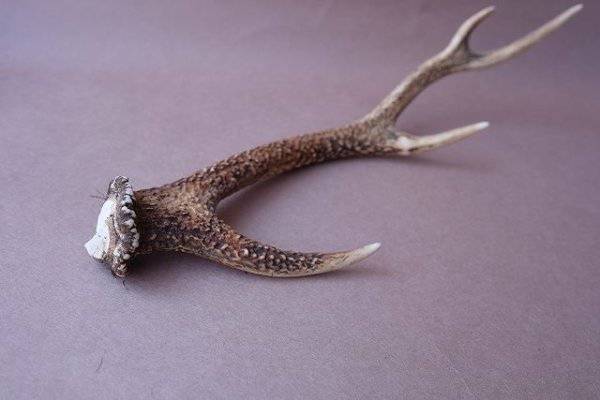 画像7: デコール用二ホンジカの角 (7)