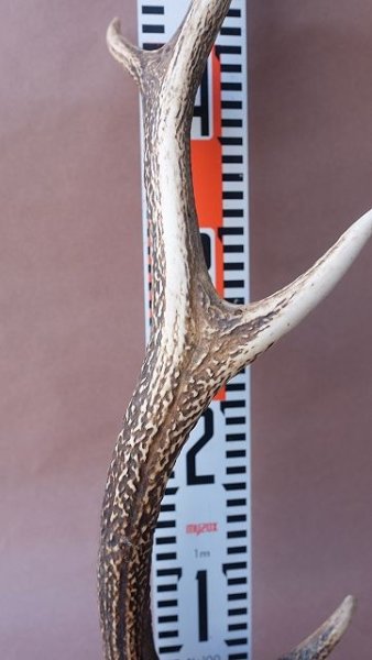 画像13: デコール用二ホンジカの角 (13)