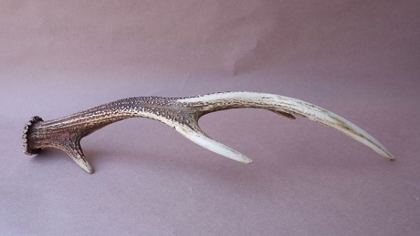 画像5: デコール用二ホンジカの角 (5)