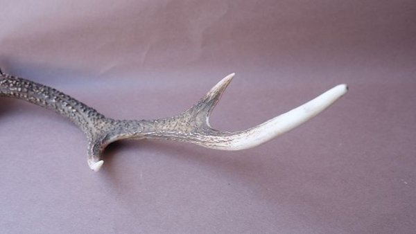 画像8: デコール用二ホンジカの角 (8)