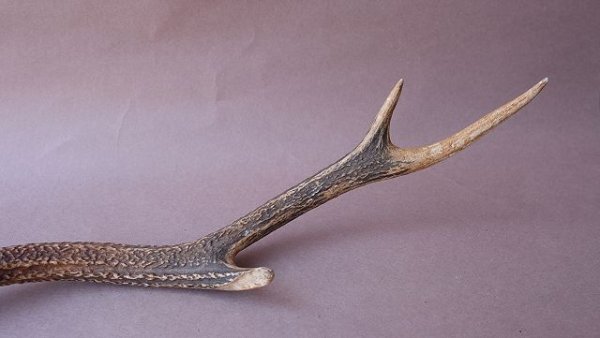 画像8: デコール用二ホンジカの角 (8)