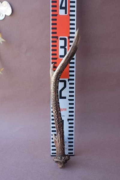 画像8: デコール用二ホンジカの角mini・小鹿 (8)