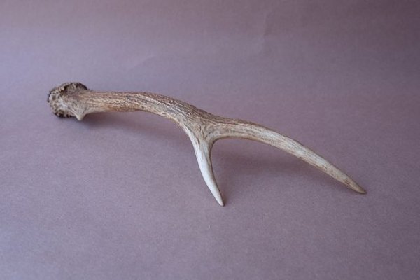 画像8: デコール用二ホンジカの角mini・小鹿 (8)