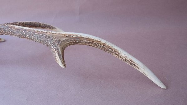 画像10: デコール用二ホンジカの角 (10)
