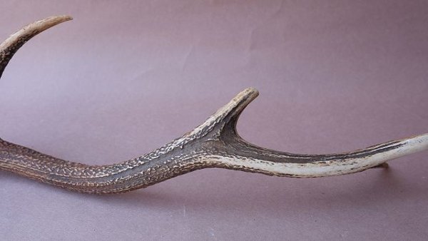 画像11: デコール用二ホンジカの角 (11)