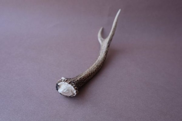 画像7: デコール用二ホンジカの角mini・小鹿 (7)