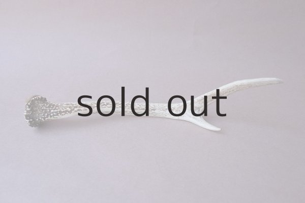 画像5: デコール用二ホンジカの角mini・小鹿 (5)