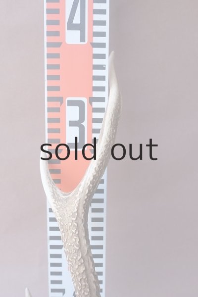 画像9: デコール用二ホンジカの角 (9)