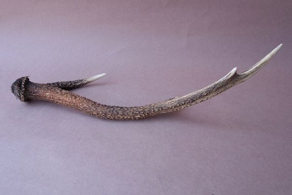 画像9: デコール用二ホンジカの角 (9)