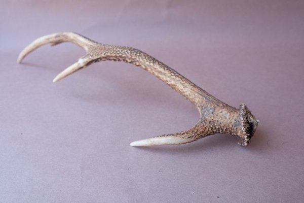 画像8: デコール用二ホンジカの角 (8)