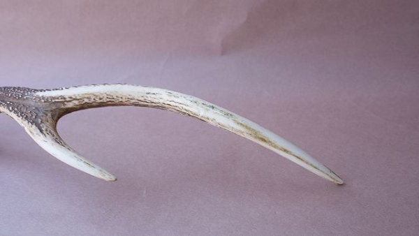 画像7: デコール用二ホンジカの角 (7)