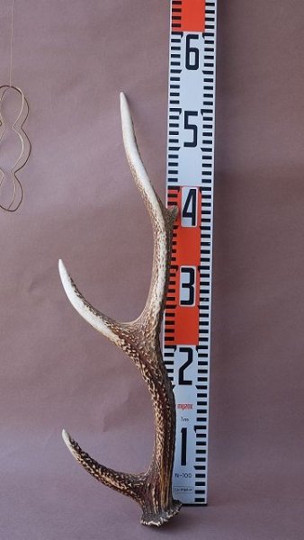 画像13: デコール用二ホンジカの角 (13)