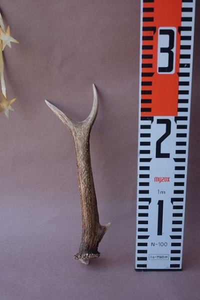 画像9: デコール用二ホンジカの角mini・小鹿 (9)