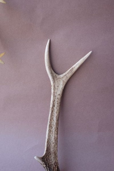 画像3: デコール用二ホンジカの角mini・小鹿 (3)