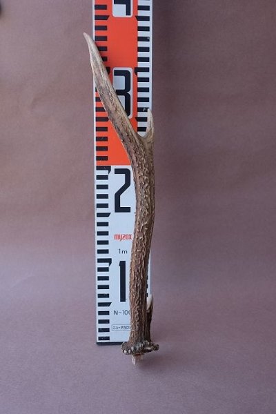 画像8: デコール用二ホンジカの角mini・小鹿 (8)