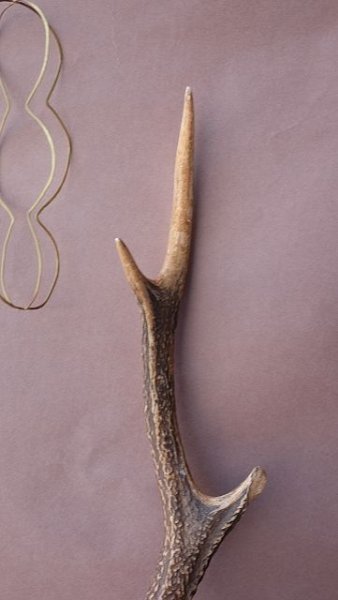 画像4: デコール用二ホンジカの角 (4)