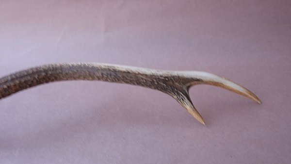 画像10: デコール用二ホンジカの角 (10)