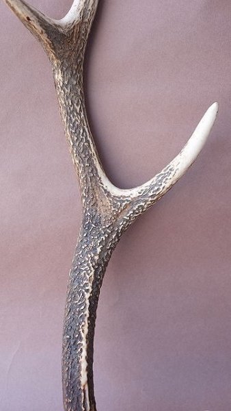 画像3: デコール用二ホンジカの角 (3)
