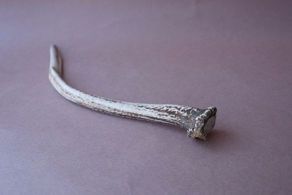 画像7: デコール用二ホンジカの角mini・小鹿 (7)