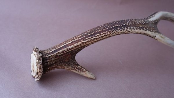 画像6: デコール用二ホンジカの角 (6)