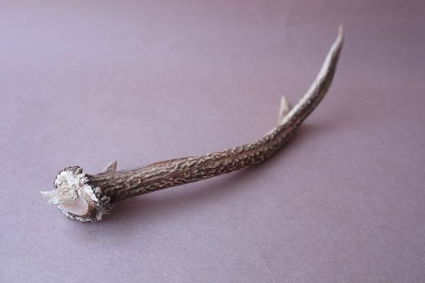 画像6: デコール用二ホンジカの角mini・小鹿 (6)