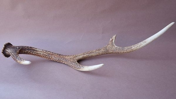 画像5: デコール用二ホンジカの角 (5)