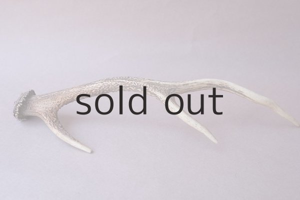 画像4: デコール用二ホンジカの角 (4)