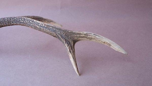 画像9: デコール用二ホンジカの角 (9)