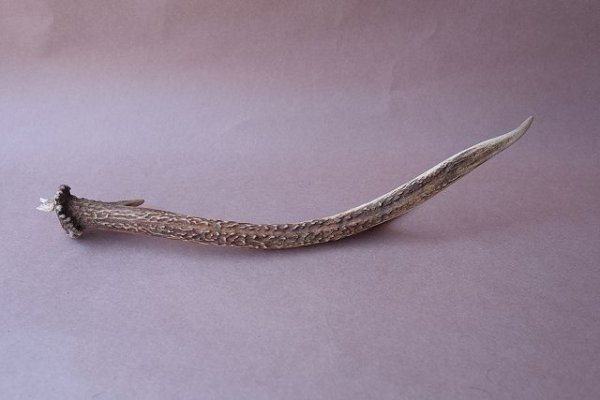 画像5: デコール用二ホンジカの角mini・小鹿 (5)