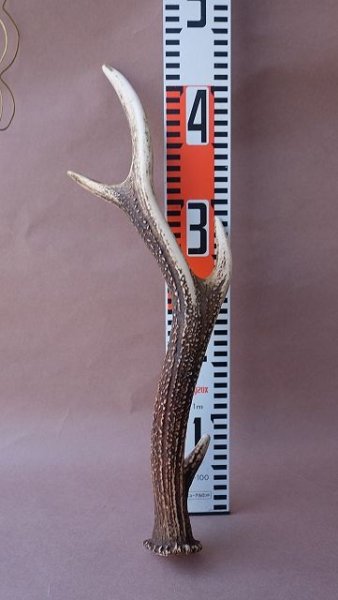 画像10: デコール用二ホンジカの角 (10)