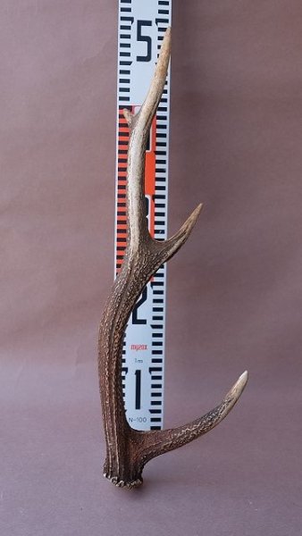 画像13: デコール用二ホンジカの角 (13)