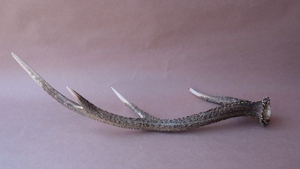 画像5: デコール用二ホンジカの角 (5)