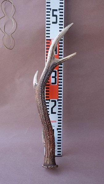 画像12: デコール用二ホンジカの角 (12)