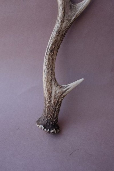 画像2: デコール用二ホンジカの角mini・小鹿 (2)