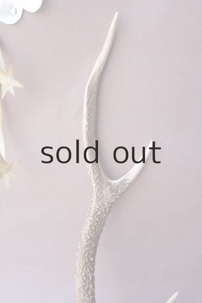 画像3: デコール用二ホンジカの角 (3)